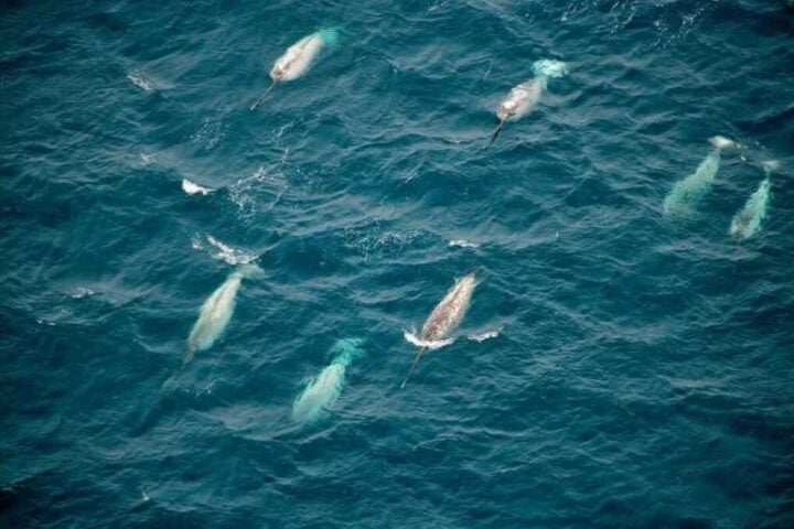 Underwater Noise in the Arctic Photo Source: Melanie Lancaster (wwf.ca)