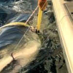 Contender – White Shark Photo Source: Google
