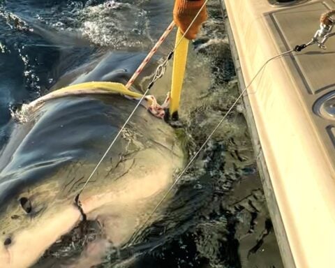 Contender – White Shark Photo Source: Google