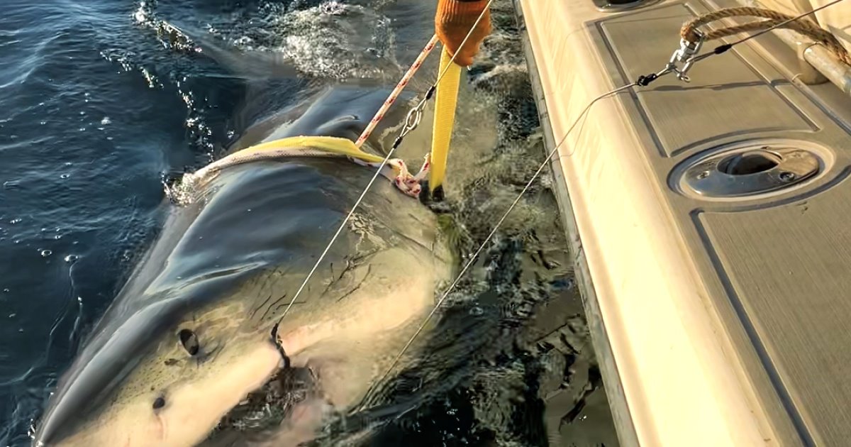 Contender – White Shark Photo Source: Google