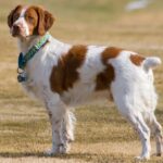 Named after the French Province where it was first bred, Britannies are smaller than setters. These beauties love the water and are one of the most versatile bird dogs.