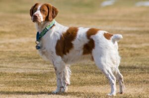 Named after the French Province where it was first bred, Britannies are smaller than setters. These beauties love the water and are one of the most versatile bird dogs.