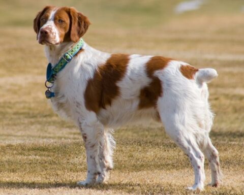 Named after the French Province where it was first bred, Britannies are smaller than setters. These beauties love the water and are one of the most versatile bird dogs.