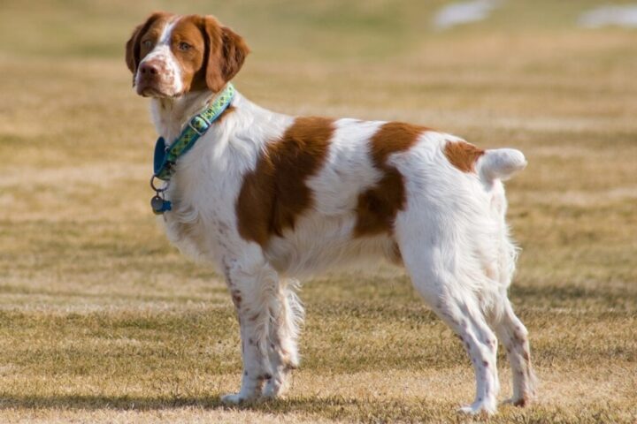 Named after the French Province where it was first bred, Britannies are smaller than setters. These beauties love the water and are one of the most versatile bird dogs.