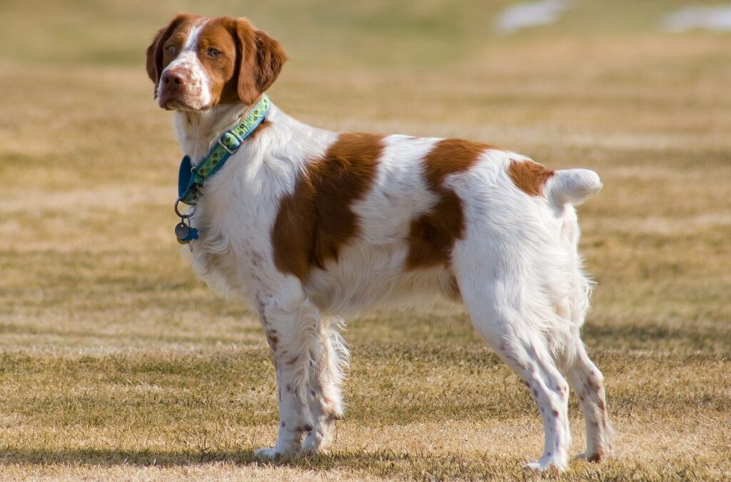Named after the French Province where it was first bred, Britannies are smaller than setters. These beauties love the water and are one of the most versatile bird dogs.