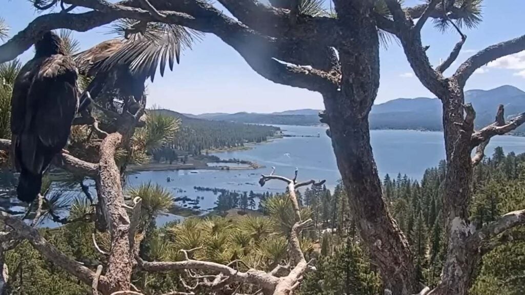 Close-up of Big Bear Eaglet Sunny
