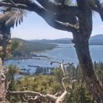 Close-up of Big Bear Eaglet Sunny