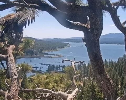 Close-up of Big Bear Eaglet Sunny