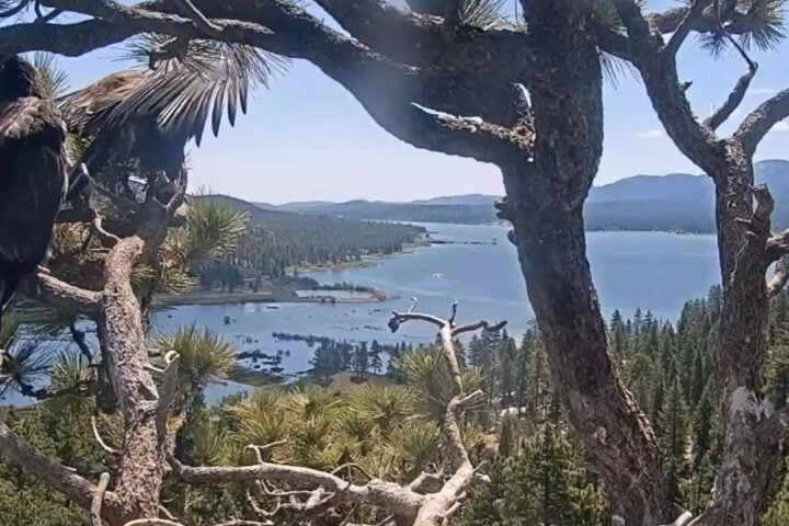 Close-up of Big Bear Eaglet Sunny