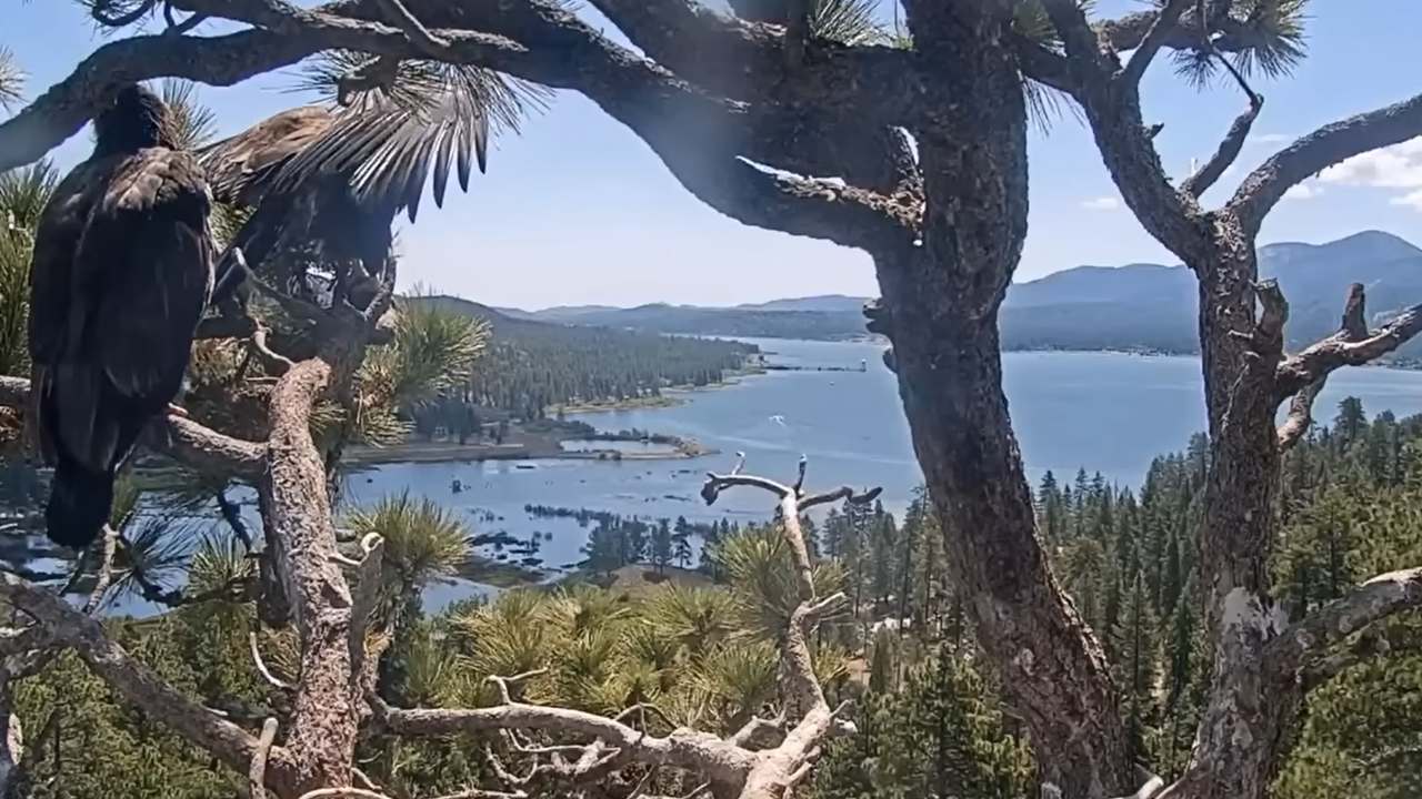 Close-up of Big Bear Eaglet Sunny