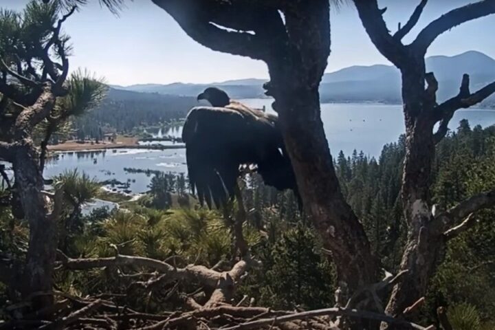 GIZMO DID IT! Photo Source- FOBBV CAM (YouTube)