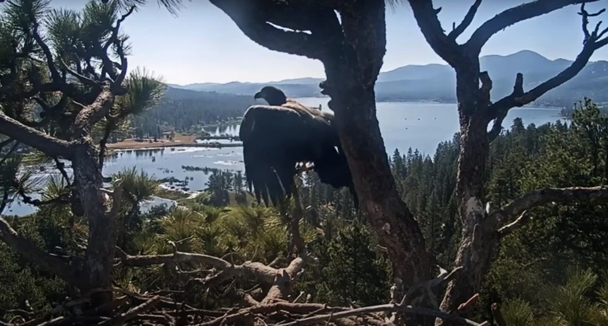 GIZMO DID IT! Photo Source- FOBBV CAM (YouTube)