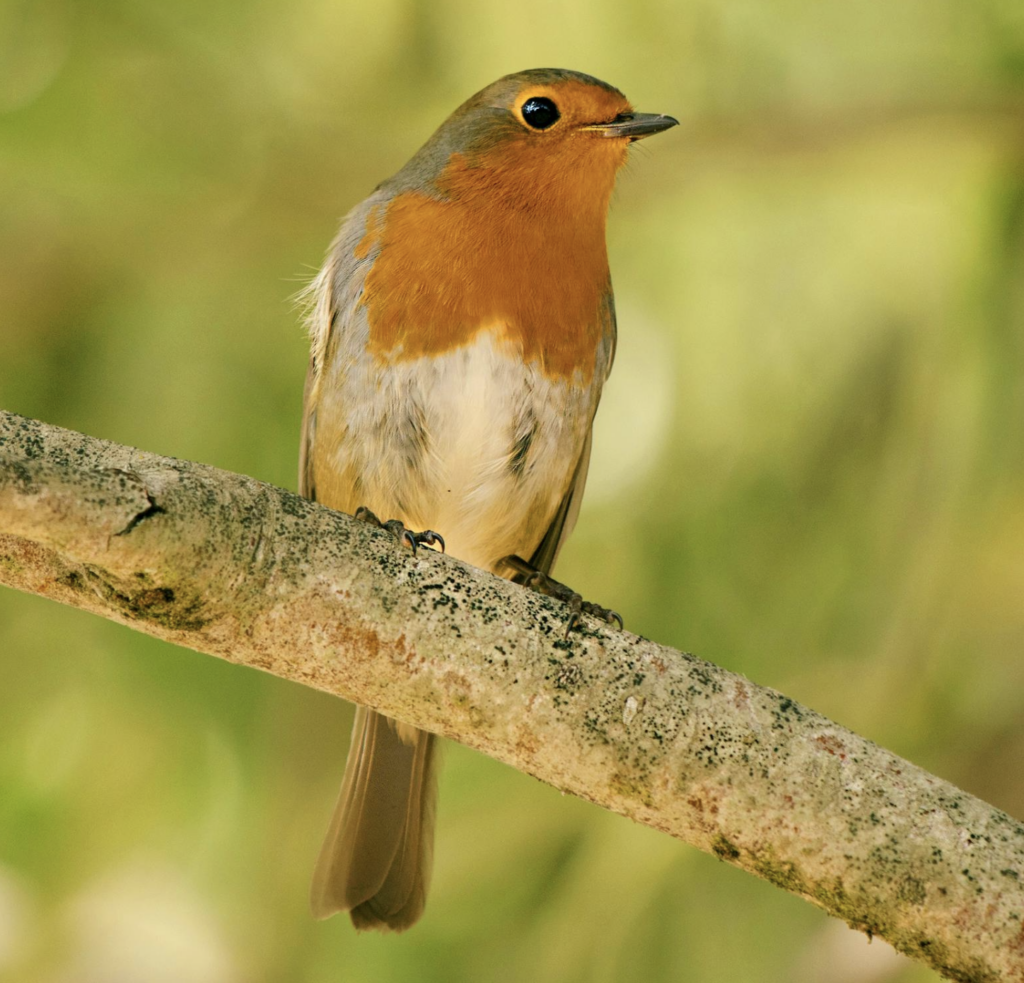 Cornell Study: Birds Sing at Dawn for Territory Defense and Food Finding, Not Better Sound Transmission.Photo Source : Ray Bilcliff