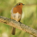 Cornell Study: Birds Sing at Dawn for Territory Defense and Food Finding, Not Better Sound Transmission.Photo Source : Ray Bilcliff