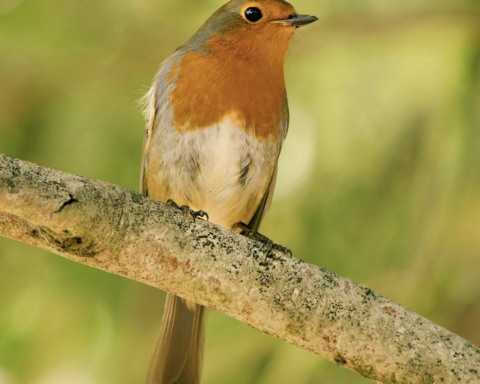 Cornell Study: Birds Sing at Dawn for Territory Defense and Food Finding, Not Better Sound Transmission.Photo Source : Ray Bilcliff
