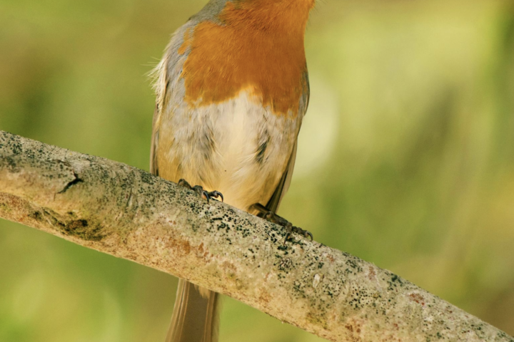 Cornell Study: Birds Sing at Dawn for Territory Defense and Food Finding, Not Better Sound Transmission.Photo Source : Ray Bilcliff