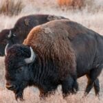 A lone brown bison grazing calmly in a golden-brown grass field.