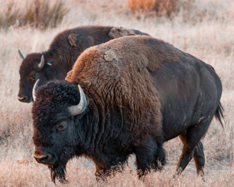 A lone brown bison grazing calmly in a golden-brown grass field.