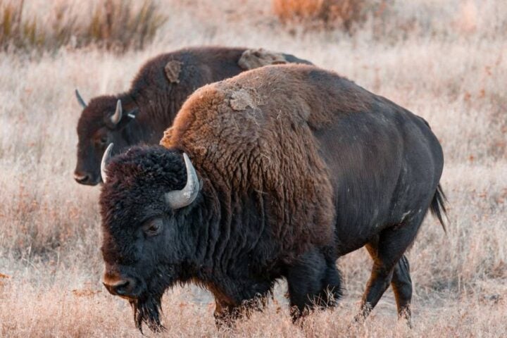 A lone brown bison grazing calmly in a golden-brown grass field.