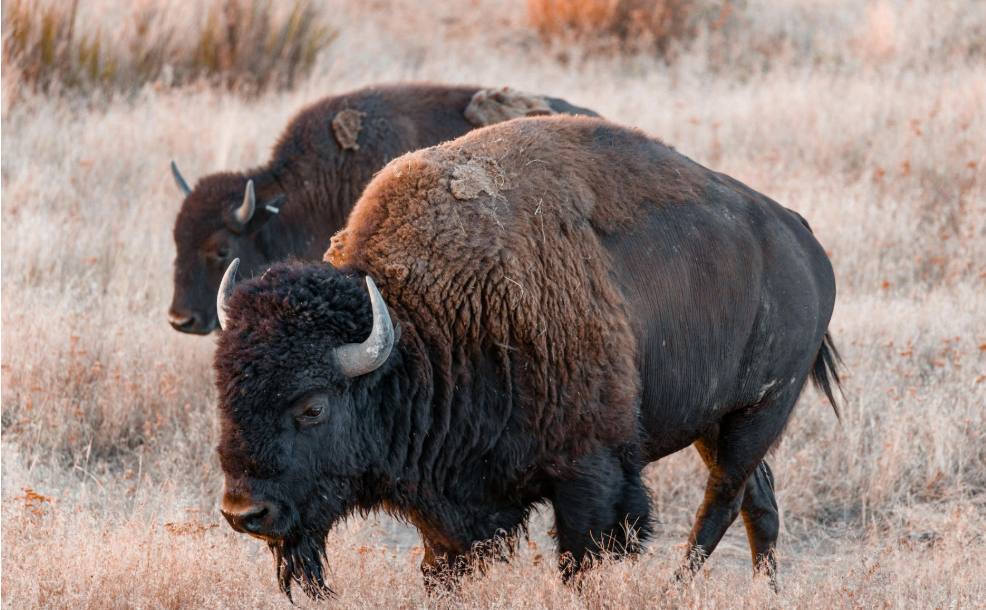 A lone brown bison grazing calmly in a golden-brown grass field.