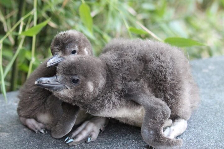 Penguin pedicure Photo Source: Blackpool Zoo