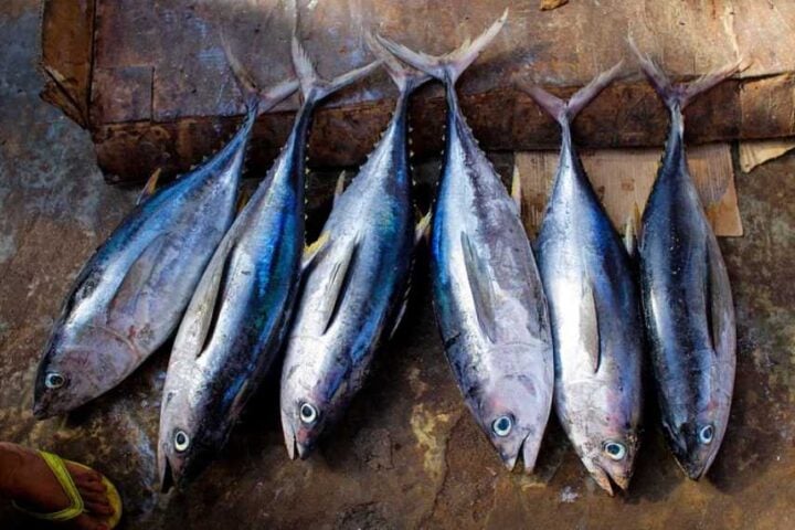 Tuna Fish Photo Source: rawpixel (CC0 1.0)