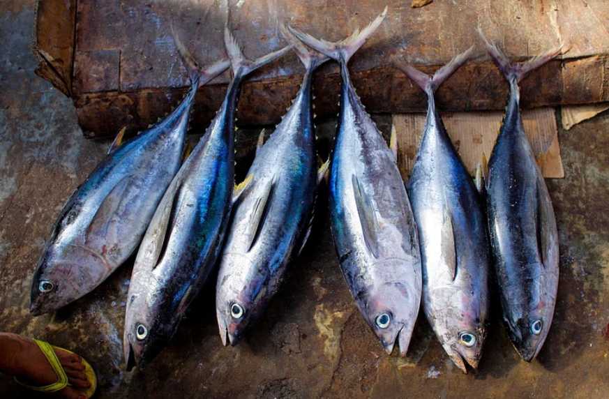 Tuna Fish Photo Source: rawpixel (CC0 1.0)