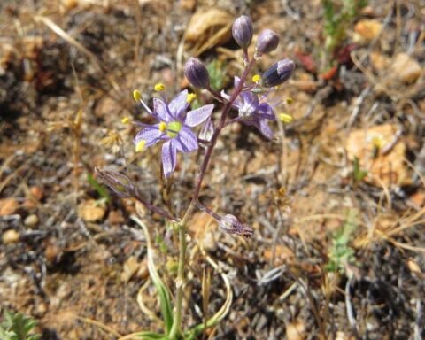 The Camatta Canyon Amole in bloom.