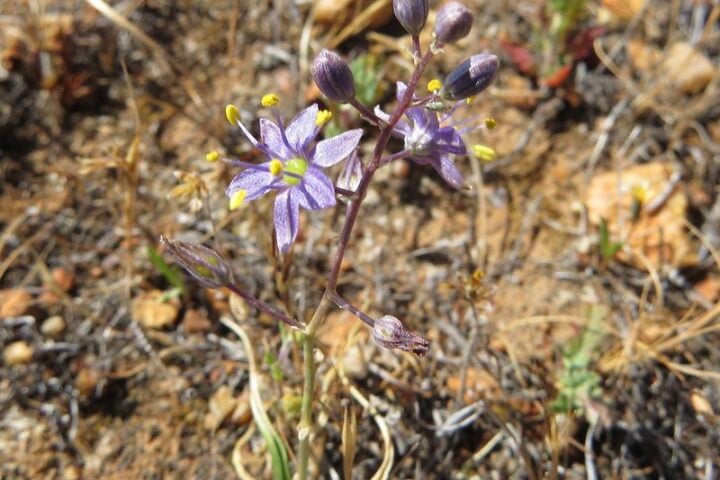 The Camatta Canyon Amole in bloom.