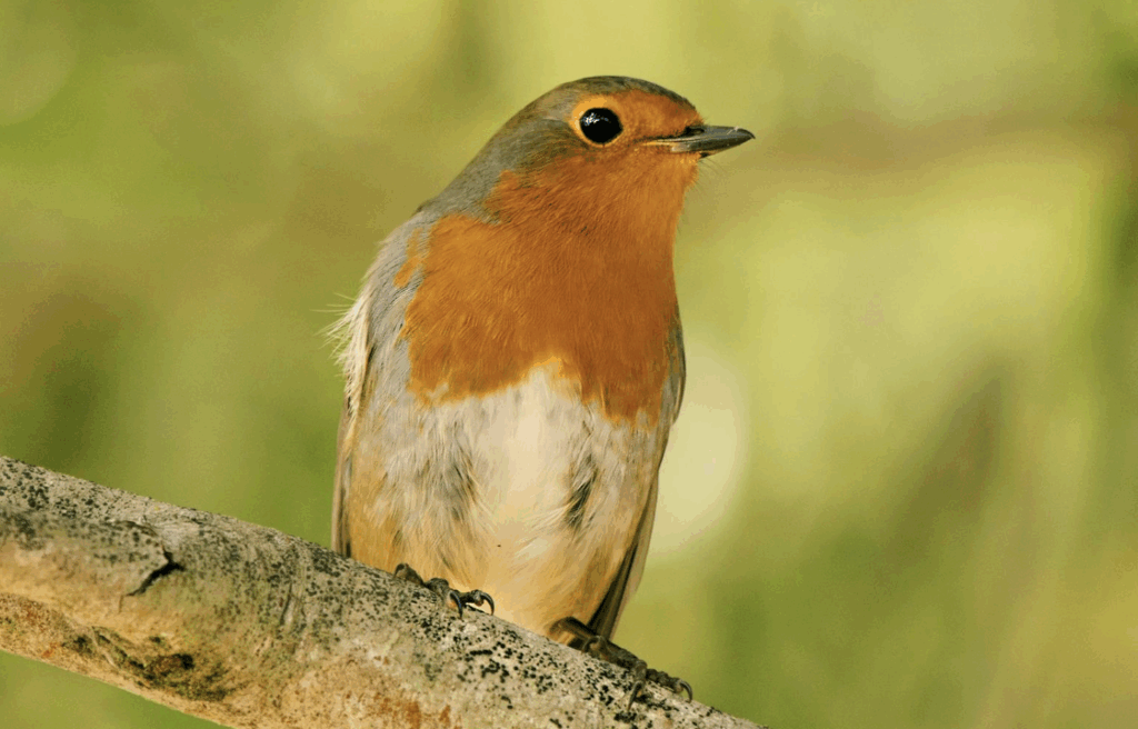Cornell Study: Birds Sing at Dawn for Territory Defense and Food Finding, Not Better Sound Transmission Photo source : Ray Bilcliff