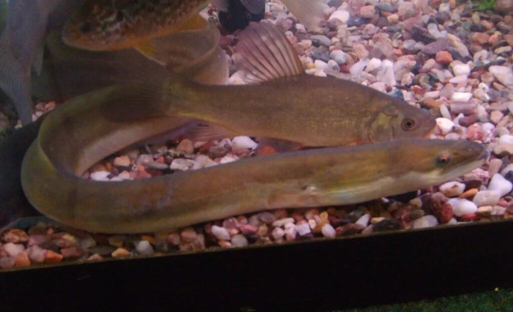 European Eel