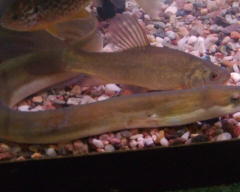 European Eel