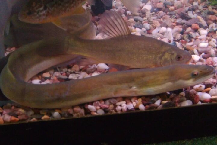 European Eel