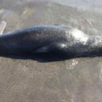 Dead Northern fur seal Photo Credit: Paul Melovidov