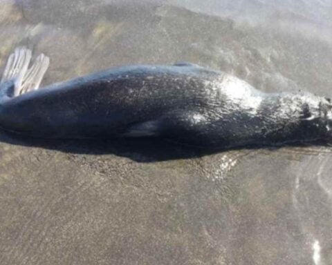Dead Northern fur seal Photo Credit: Paul Melovidov