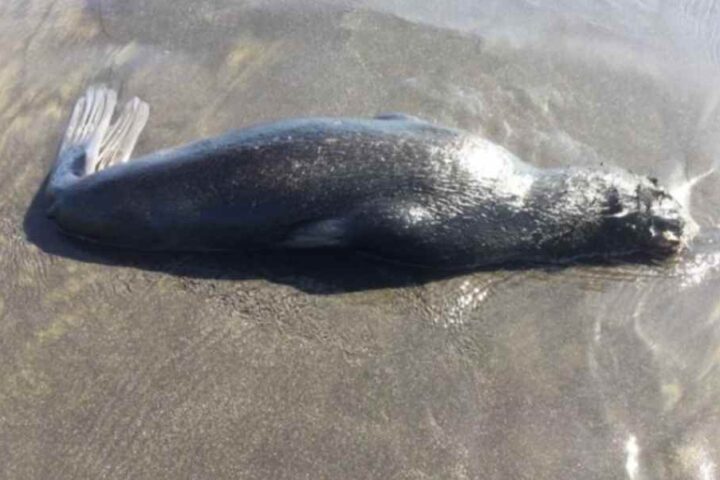 Dead Northern fur seal Photo Credit: Paul Melovidov