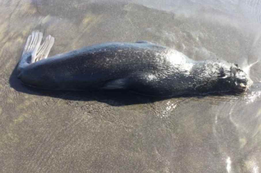 Dead Northern fur seal Photo Credit: Paul Melovidov