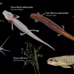 Edwards-Aquifer-Recovery.