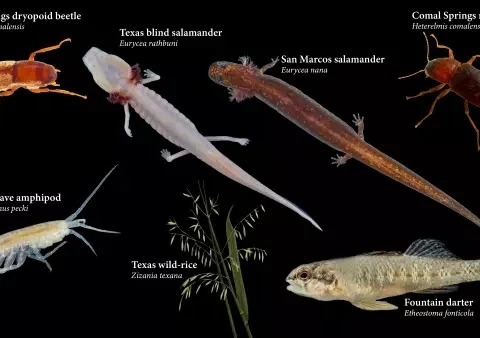 Edwards-Aquifer-Recovery.