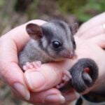 Extinct For 100 Years Rare Possum Found in Kosciuszko National Park