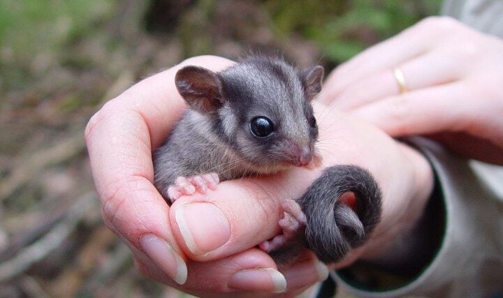 Extinct For 100 Years Rare Possum Found in Kosciuszko National Park