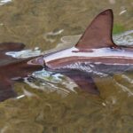 Baby Hammerhead Shark. Photo Source: fiatlux (CC BY-NC-SA 2.0)