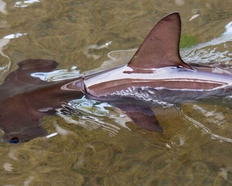 Baby Hammerhead Shark. Photo Source: fiatlux (CC BY-NC-SA 2.0)