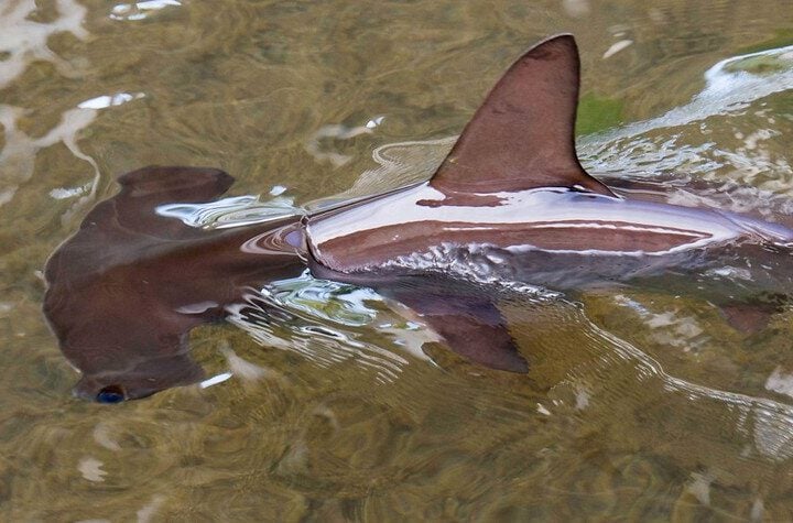 Baby Hammerhead Shark. Photo Source: fiatlux (CC BY-NC-SA 2.0)