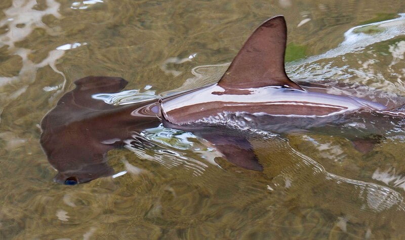Baby Hammerhead Shark. Photo Source: fiatlux (CC BY-NC-SA 2.0)