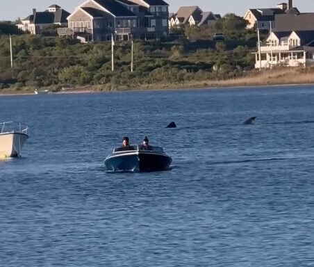 Shark sighting in Block Island Pond Photo Credit: Jennifer Seebeck (TikTok)