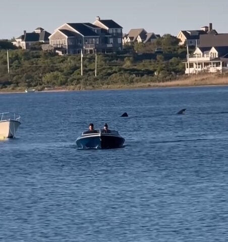 Shark sighting in Block Island Pond Photo Credit: Jennifer Seebeck (TikTok)