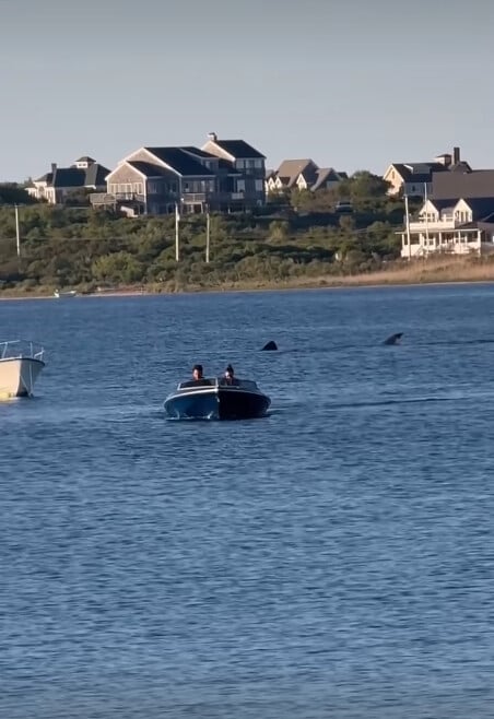 Shark sighting in Block Island Pond Photo Credit: Jennifer Seebeck (TikTok)