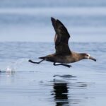 Black-footed albatrosses are large seabirds that forage across large portions of the Pacific Ocean. Photo Source: NOAA Fisheries