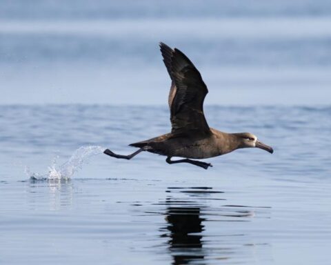 Black-footed albatrosses are large seabirds that forage across large portions of the Pacific Ocean. Photo Source: NOAA Fisheries